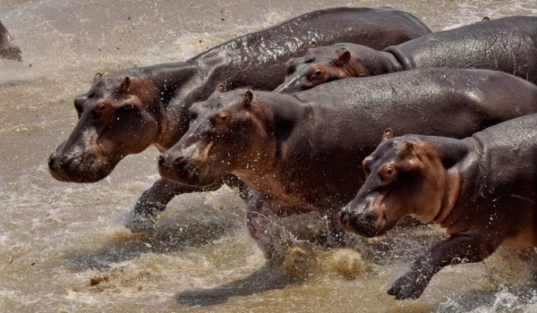 All Hippos flee to the strand