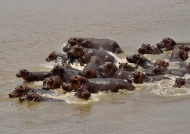 Hippos disturbed facing…