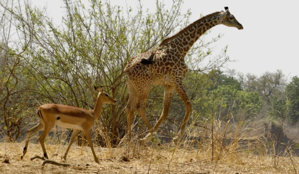Impala invited by a Giraffe…