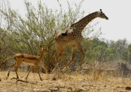 Impala invited by a Giraffe…