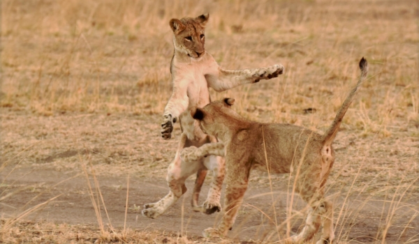 Female Lion cubs playing