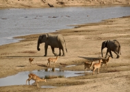 water from the Luangwa River