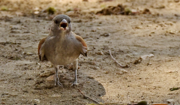 southern grey-headed sparrow