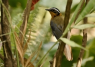 White-browed Robin-chat