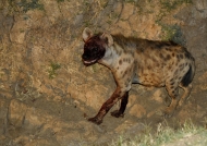 Spotted Hyena leaving a prey
