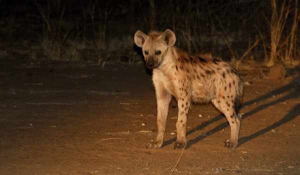 Spotted Hyena – juvenile