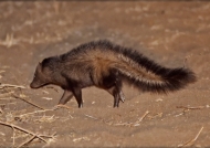Bushy-tailed Mongoose