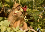 Eating a sausage tree flower