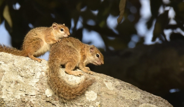 Tree Squirrels-mother & baby