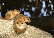 Tree Squirrels-mother & baby