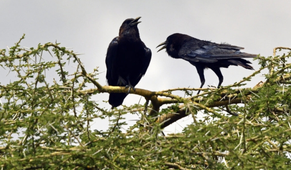 Cape Crows