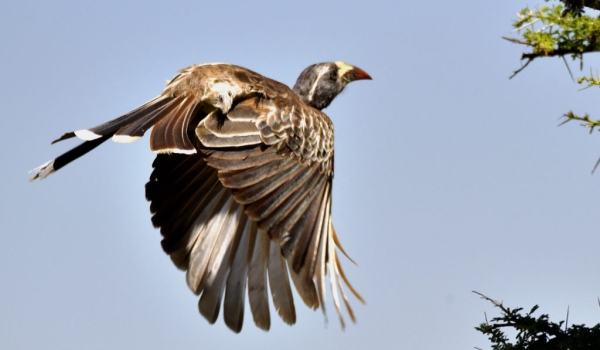 African Grey Hornbill – f