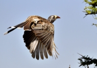 African Grey Hornbill – f