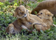 Lion cubs love to play…