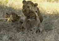 with my Lion cub brothers