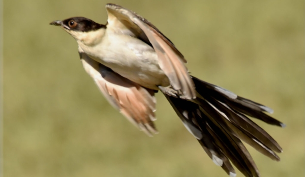 Great Spotted Cuckoo – juv.