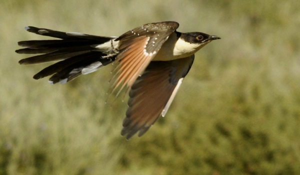 Great Spotted Cuckoo – juv.