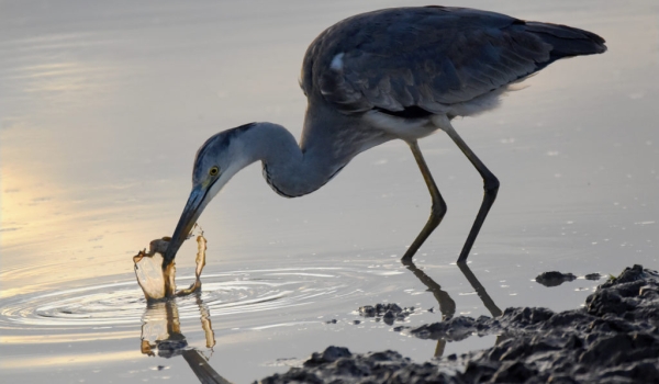Grey Heron catching a frog