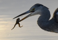 Grey Heron with a frog