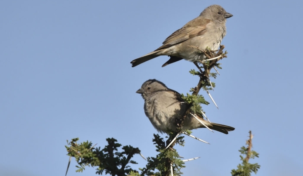 S Grey-headed Sparrows-cpl