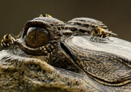 Gabon – Slender-snouted Crocodile