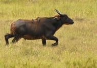 Forest Buffalo – Female