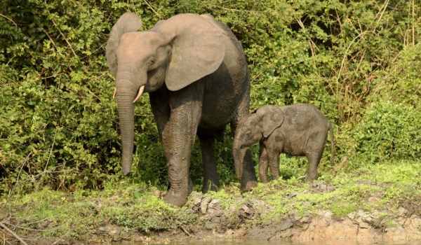 Female Elephant with baby,