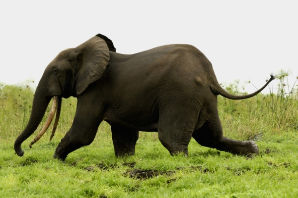 Gabon – Forest Elephants