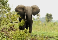 Female Forest Elephant.