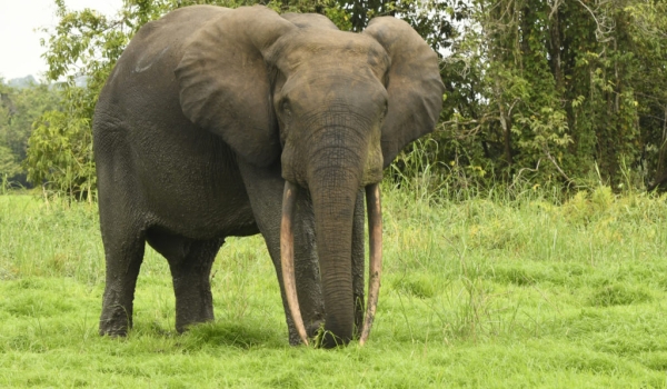 Big male Forest Elephant.
