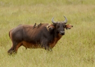 Forest Buffalo – Female….