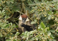 Red-capped Mangabey