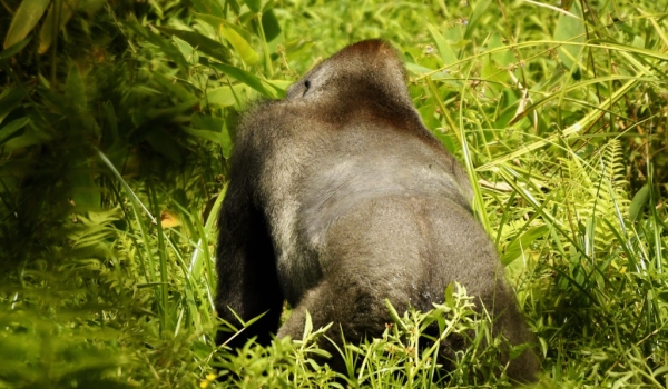 Silverback from behind.