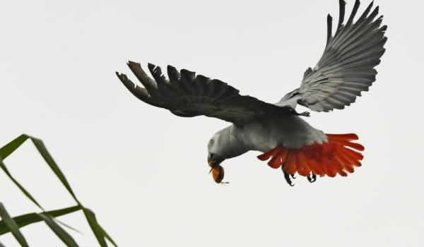 Grey Parrot with a palm nut