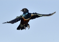 Tanzania Ndutu – Superb Starling