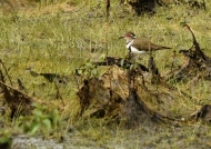 Forbes’s Plover
