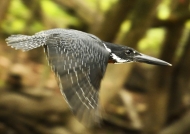 Giant Kingfisher – male