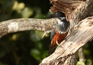 Giant Kingfisher – female