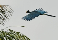 Great Blue Turaco