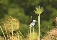 Pied Kingfisher ready to fly….