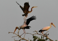 Y. bill. Storks & Purple Heron