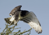 Black-chested Snake-eagle