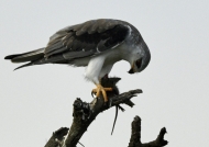 Blk-winged Kite with a mouse