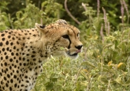 Cheetah looking for food
