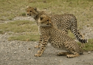 Young Cheetahs
