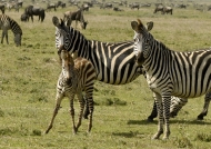 Zebras couple and foal