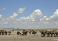 Herd of Plains Zebras