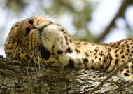 Male Leopard in his dreams
