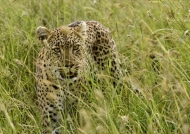 Female Leopard hunting