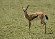 Young Thomson’s Gazelle